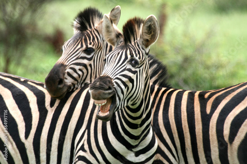 Zebra Kruger Park South Africa