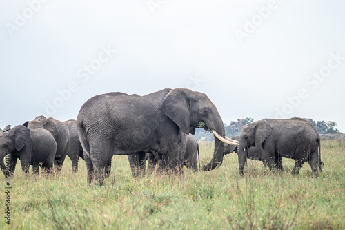 elephants in the wild