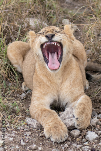 lion in the grass
