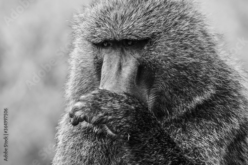 Olive baboon