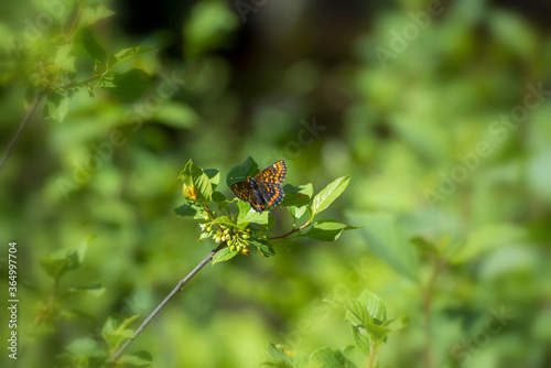 Scarce fritillary bytterfly (Euphydryas maturna) from Swedish meadows and grassland. photo