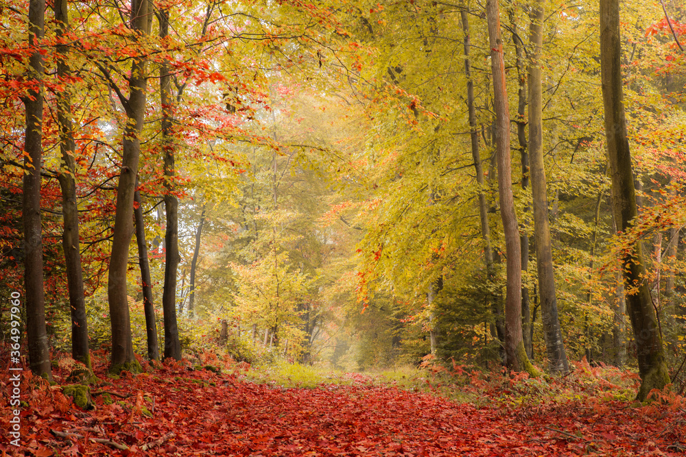 Une forêt en automne