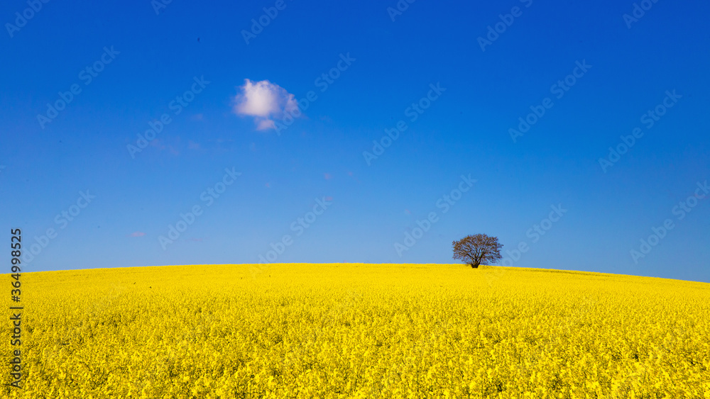 Arbre sur la colline
