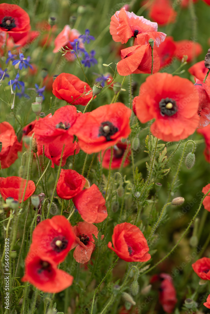 poppy field and blue sky selective focus poppy field and blue sky selective focus