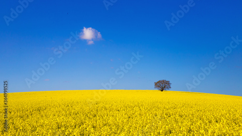 Obraz na płótnie Arbre sur la colline w salonie