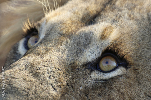 Lion Kruger Park South Africa
