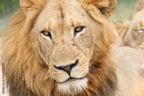 Fototapeta Naklejka Na Ścianę i Meble -  Lion Kruger Park South Africa