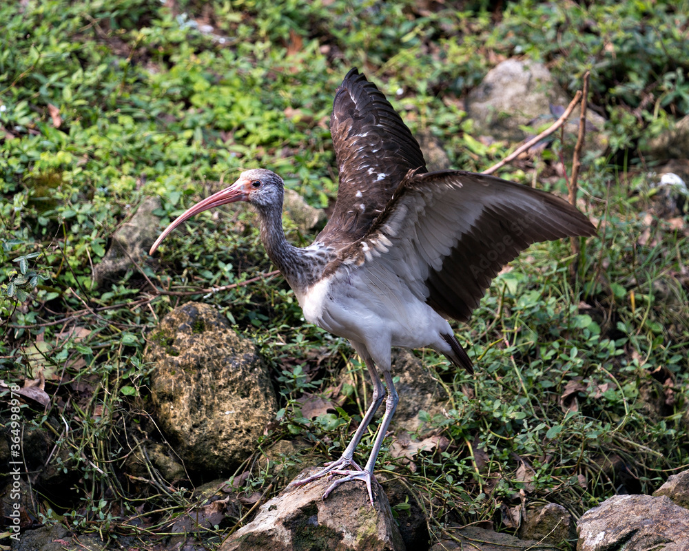 Naklejka premium White Ibis Bird Stock Photos. Image. Portrait. Picture. Juvenile bird. Spread wings. Foliage background. Standing on rock with moss. Picture. Image. Portrait.
