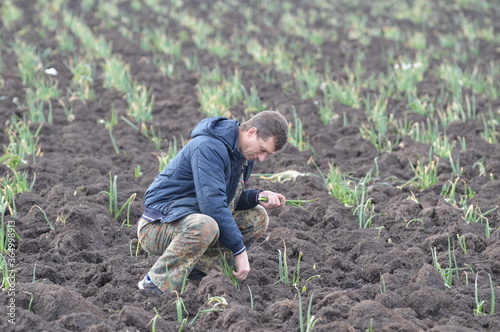 collecting leftover onions in October in Central Russia