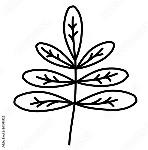 Botany. Vector drawing branches with leaves. Black outline. Design element and decoration, logo. Vector, hand doodl on a white background.