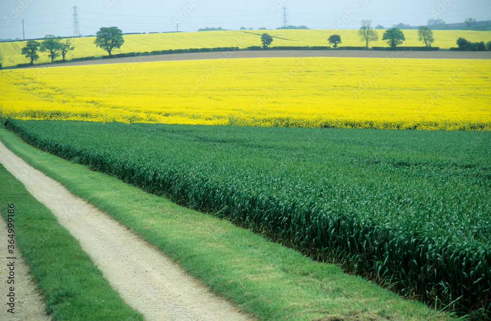 Fototapeta premium UK agricultural farmland with access farm road. Growing winter wheat crop in foreground. Yellow flowering oil seed rape crop in background. Trees and hedges on horizon. Blue sky. Summertime.