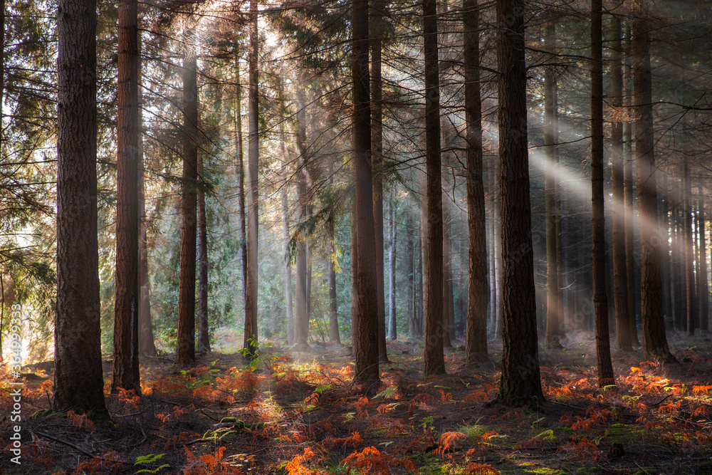 Fototapeta premium Premiers rayons de soleil