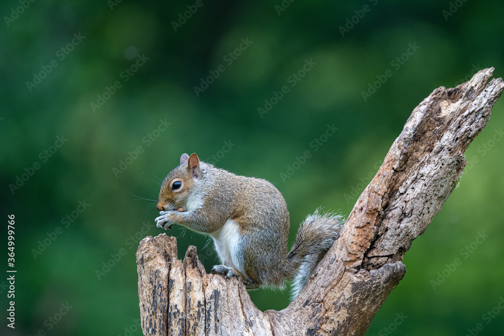 Close up portrait of a Grey Sqirrel (Sciurus carolinensis) in a tree in parkland Close up portrait of a Grey Sqirrel (Sciurus carolinensis) in a tree in parkland