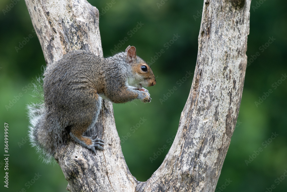 Close up portrait of a Grey Sqirrel (Sciurus carolinensis) in a tree in parkland Close up portrait of a Grey Sqirrel (Sciurus carolinensis) in a tree in parkland