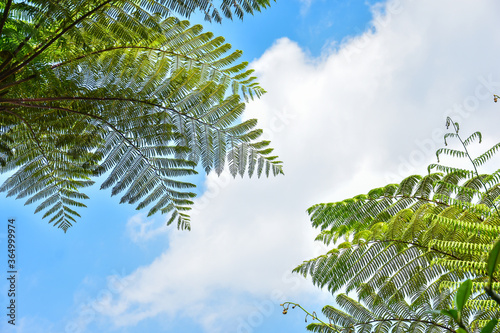 Many giant fern trees in a tropical rain forest with a background of blue sky and white clouds. can be used as background and wallpaper