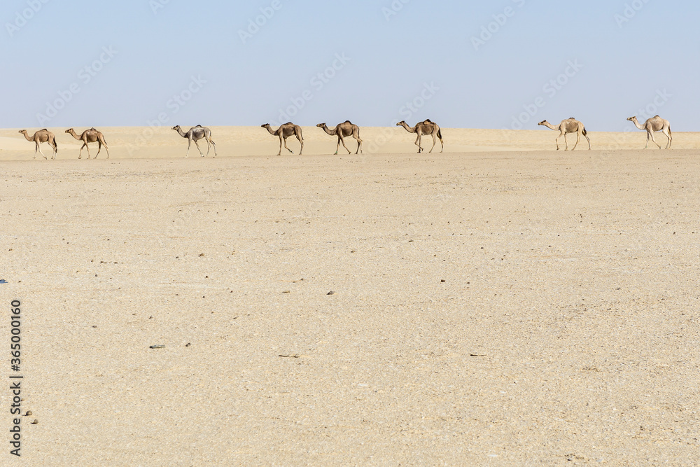 Convoy of Camels rest during in the sahara desert of Erg Djouab, Chad Convoy of Camels rest during in the sahara desert of Erg Djouab, Chad