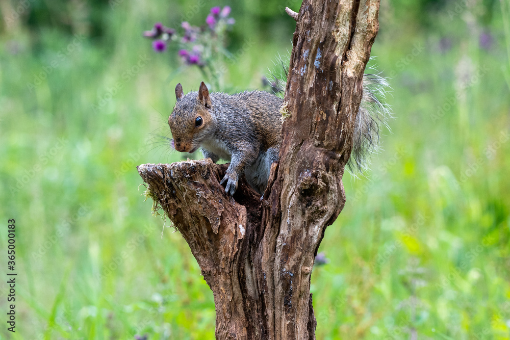 Close up portrait of a Grey Sqirrel (Sciurus carolinensis) in a tree in parkland Close up portrait of a Grey Sqirrel (Sciurus carolinensis) in a tree in parkland