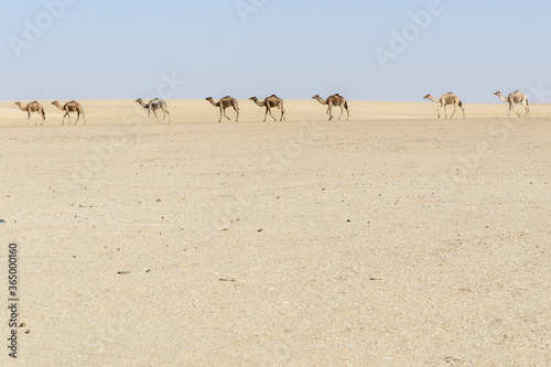Convoy of Camels rest during in the sahara desert of Erg Djouab  Chad