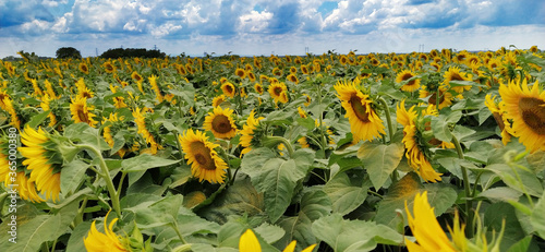 Field of blooming sunflowers. Beautiful yellow large flowers with a dark middle. Agricultural concept. Large green leaves with yellow pollen fallen on them. Landscape or panorama. Blue sky with clouds photo