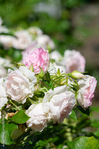garden rose Bush in the Park close up © eevlada
