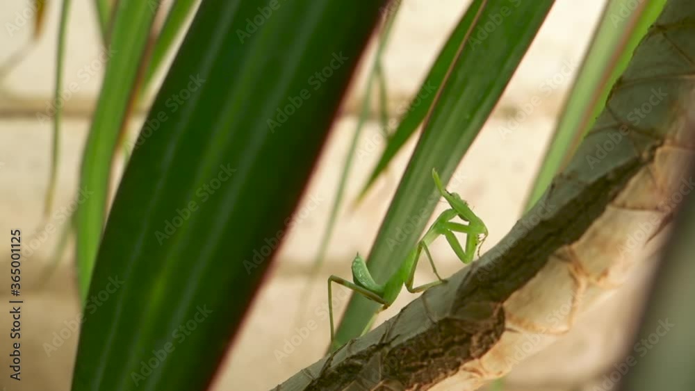 Small Green Praying Mantis Sits On Dracaena in Nature