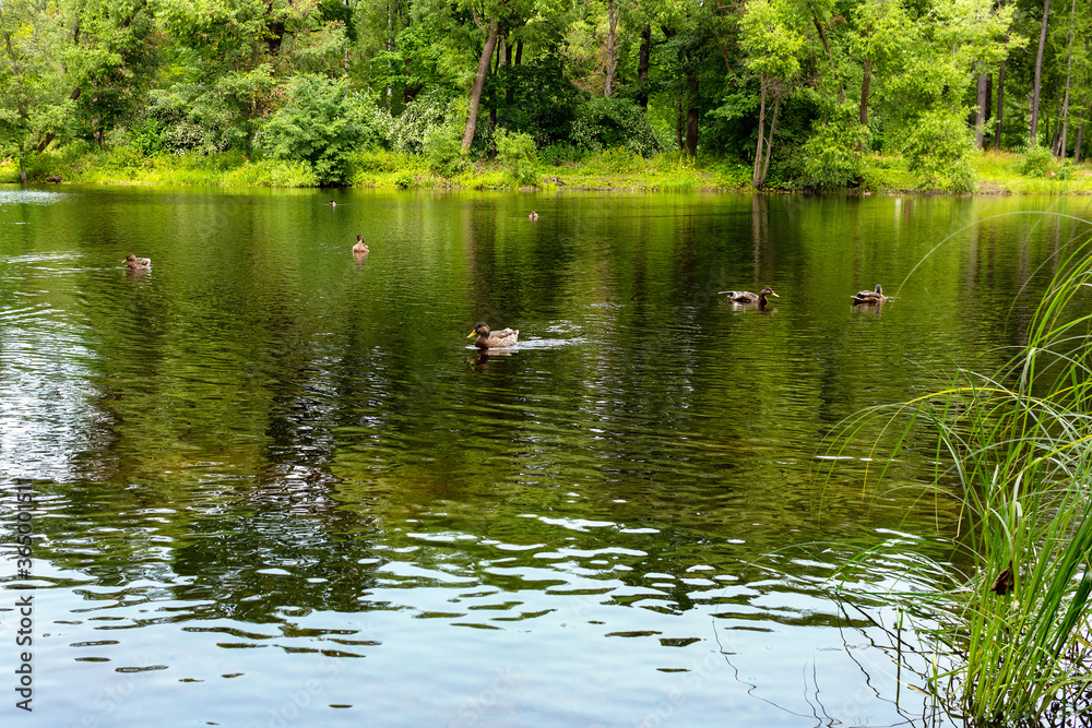 Ducks swim in the pond