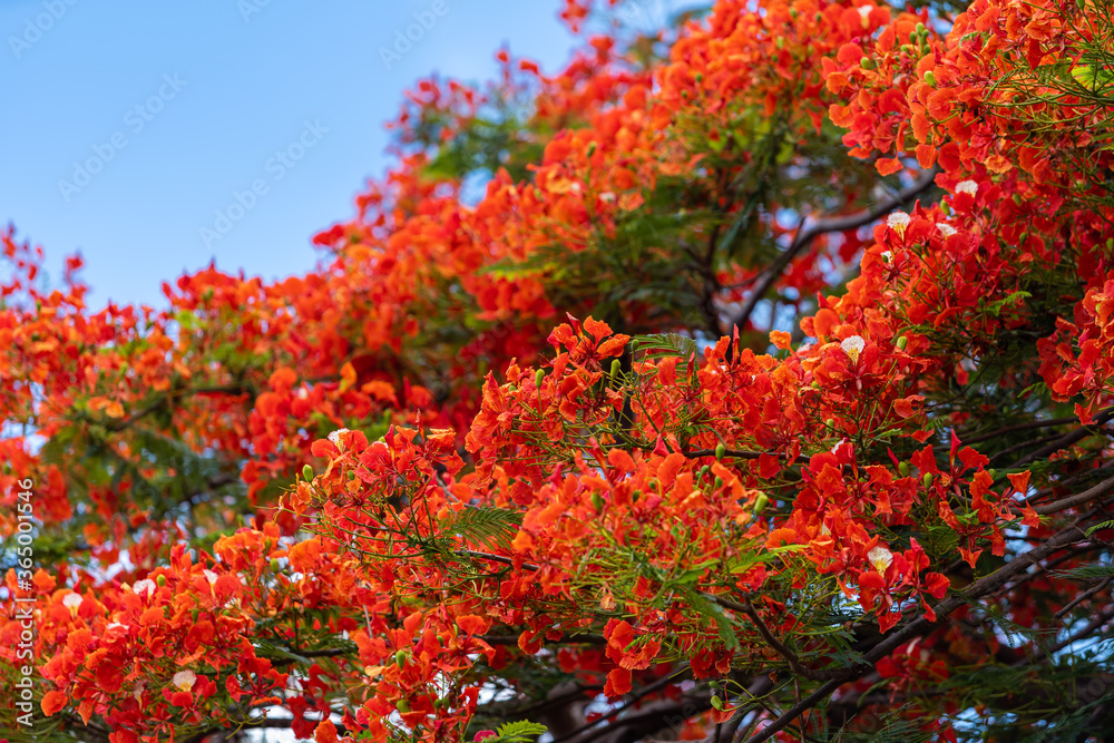 Beautiful Tropical red flowers Royal Poinciana or The Flame Tree (Delonix regia) in Thailand on blue sky the forest summer naturel background.