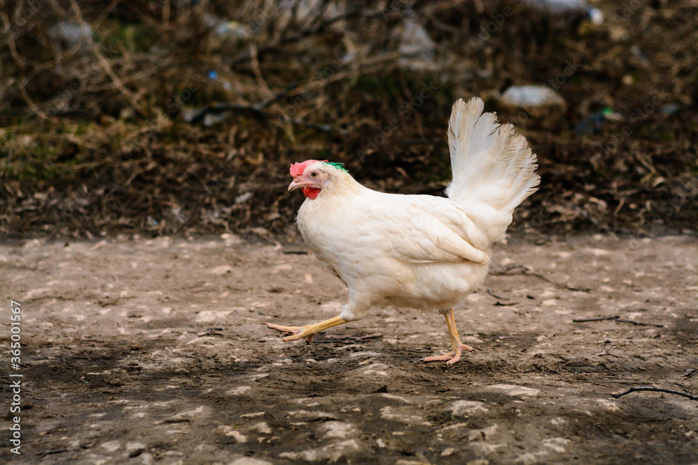 Fototapeta premium White hen running on the road