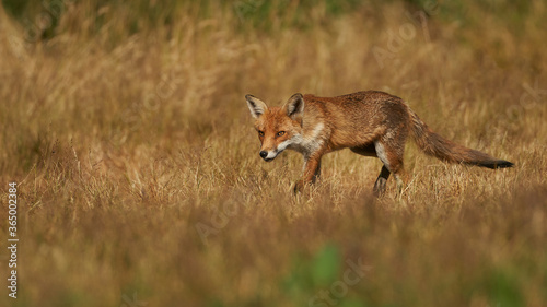 Brown fox hunting for prey