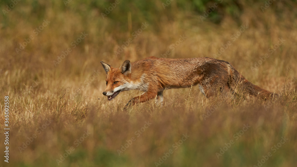 Brown fox hunting for prey