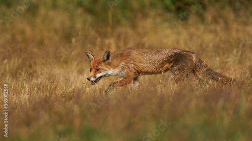 Brown fox hunting for prey © Uniquecapture