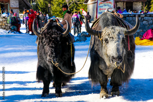 ox in winter