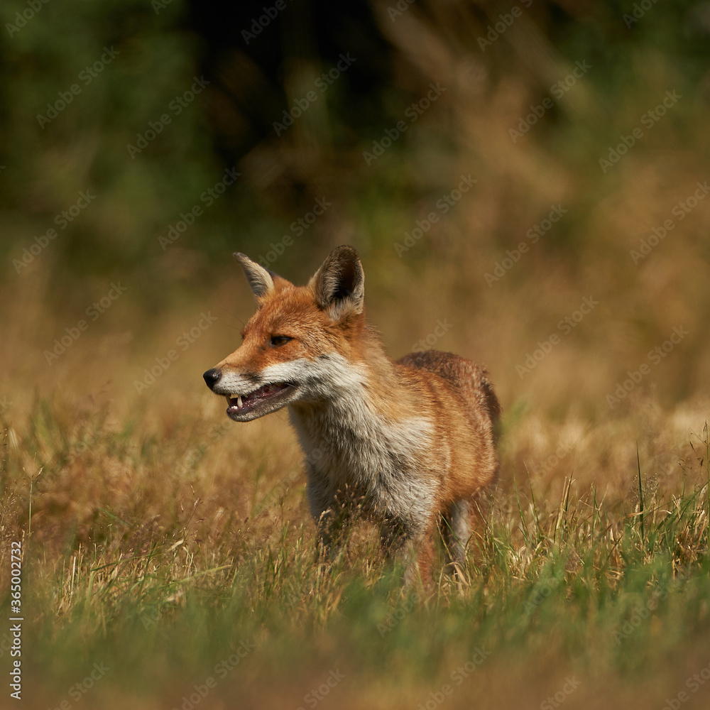 Fototapeta premium Brown fox hunting for prey