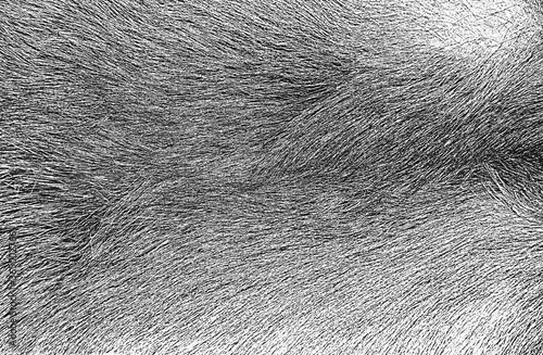 Distressed overlay texture of natural fur, grunge vector background.