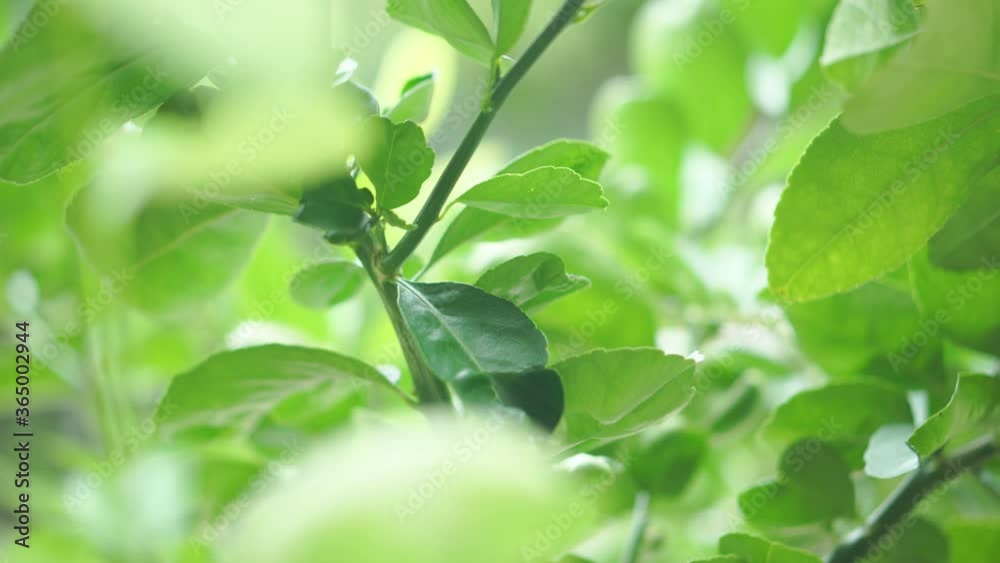 Close up of lemon tree branch in the garden Close up of lemon tree branch in the garden