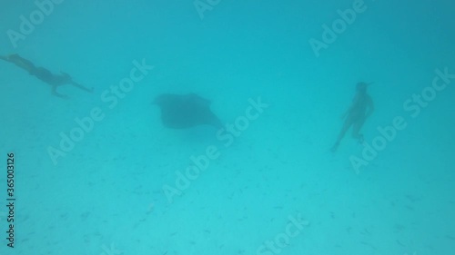 Raie Manta et des plongeurs dans le lagon de Maupiti, Polynésie française photo