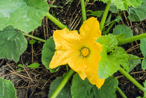 Squash yellow blossom in the garden. Shallow depth of field. 