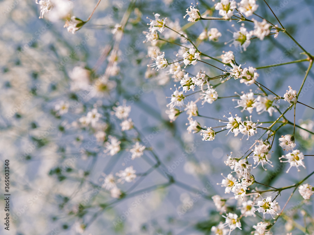 Flower composition. A close view of the white gypsophila flowers are on a blue background. Macro image. Shallow depth of field. Flower composition. A close view of the white gypsophila flowers are on a blue background. Macro image. Shallow depth of field.