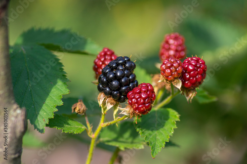 Rubus fruticosus big and tasty garden blackberries, black ripened fruits berries on branches wiht green leaves