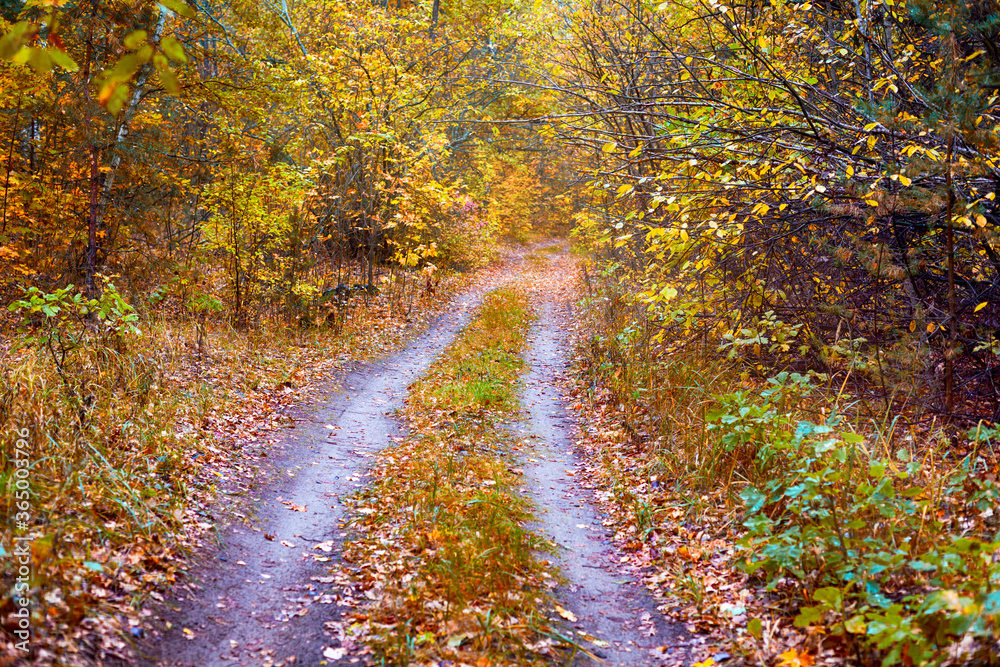 Obraz premium Double path in autumn forest. Non-urban scene.
