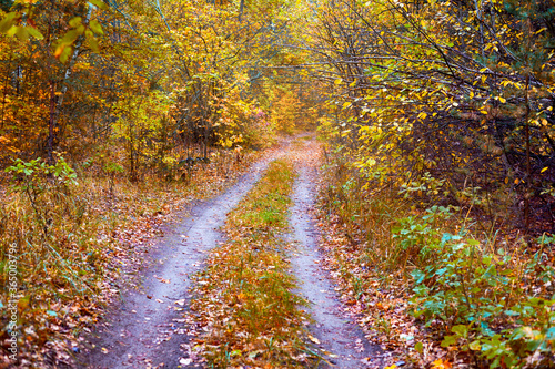Double path in autumn forest. Non-urban scene.