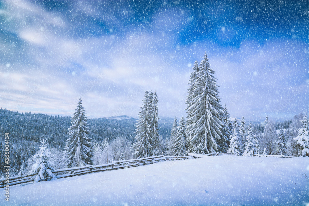 Obraz premium Beautiful winter picture with fresh powder snow