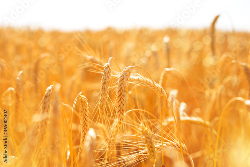  Beautiful background of ripening ears of wheat field at suntlight. Rich harvest concept. photo