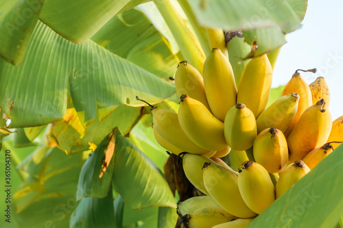 ripe yellow banana on tree.