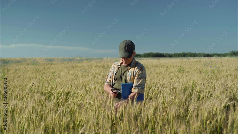 Agriculture-a farmer or agronomist studies for wheat crops.