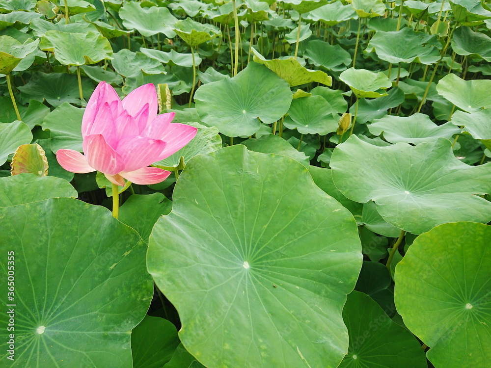 Lotus water leaf and float tropical plant natural aquatic Lotus water leaf and float tropical plant natural aquatic