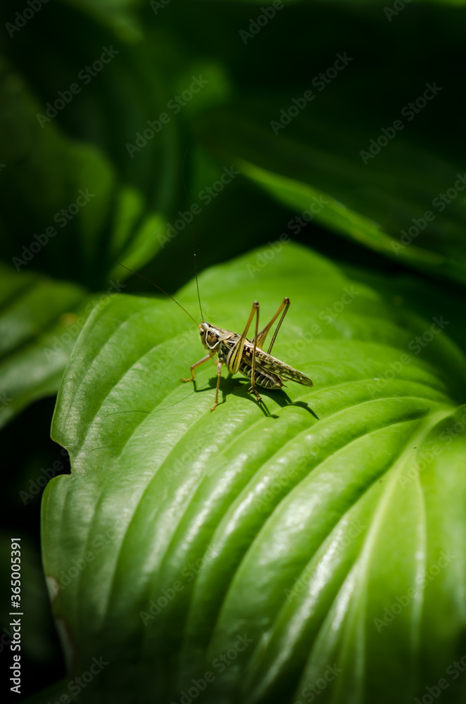 Fototapeta premium Grasshopper on a green leaf in the light