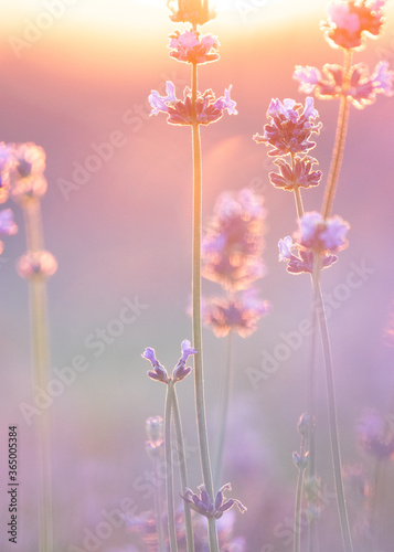 Lavendelblühte - Lavendelfeld