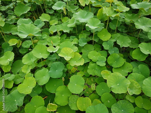 Lotus water leaf and float tropical plant natural aquatic