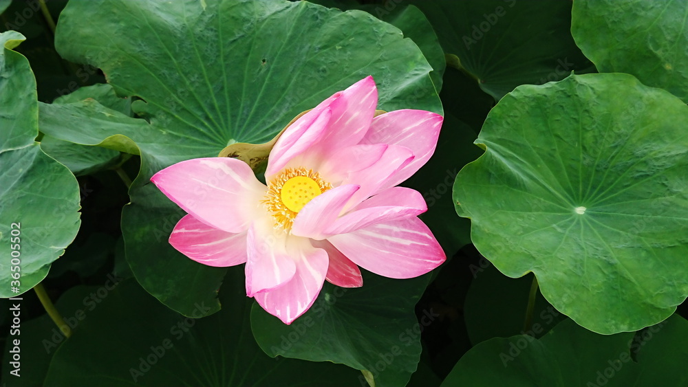 Lotus water leaf and float tropical plant natural aquatic Lotus water leaf and float tropical plant natural aquatic